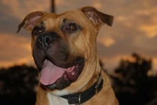 image of bull_mastiff