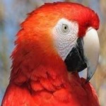 image of bird