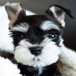 image of animal