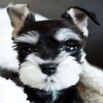 image of schnauzer #27