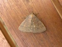 image of animal