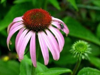 image of flower