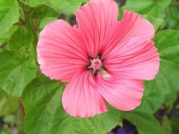 image of flower
