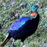 image of bird