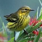 image of bird