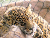 image of jaguar_car