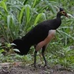 image of bird
