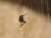 image of barn_spider