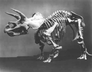 image of triceratops