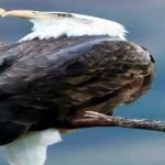 image of bird