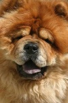 image of chow