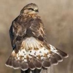 image of bird