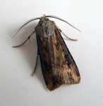 image of animal