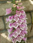 image of flower