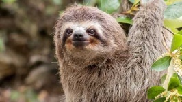image of sloth