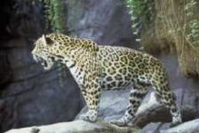 image of jaguar_car