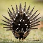 image of bird