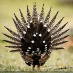 image of greator_sage_grouse #24