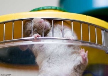 image of hamster