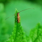 image of long_horned_beetle