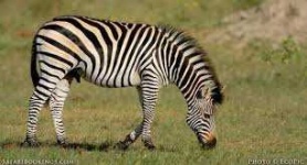 image of zebra #22