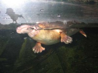 image of platypus