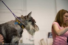 image of standard_schnauzer #32