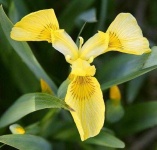 image of yellow_iris #24