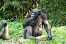 image of chimpanzee