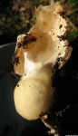 image of stinkhorn