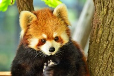 image of animal