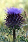 image of cardoon