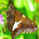 image of animal