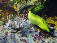 image of lionfish