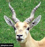 image of gazelle