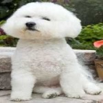 image of animal