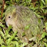 image of bird