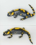 image of european_fire_salamander
