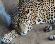 image of jaguar_car