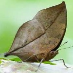 image of animal