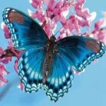 image of animal