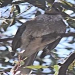 image of bird
