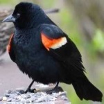 image of bird