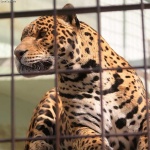 image of jaguar_car