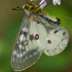 image of animal