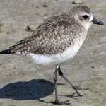 image of bird
