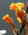 image of flower