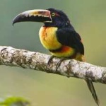 image of bird