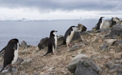 image of animal