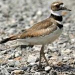 image of bird